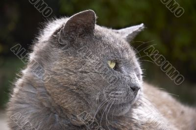 Gray Cat
