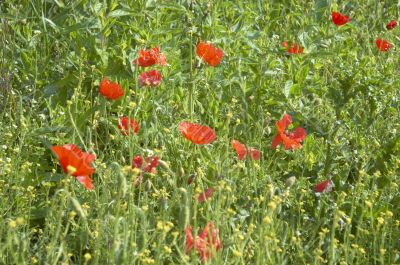 Poppy field