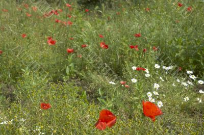 Poppy field