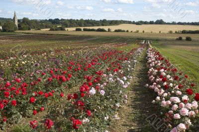 Field of Rose`s