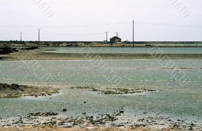 Camargue