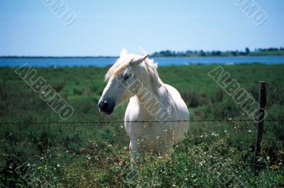 Cavallo bianco