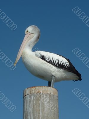 Pelican on Pole