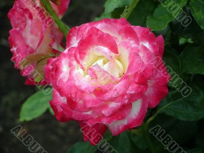 Double Delight Red Rose