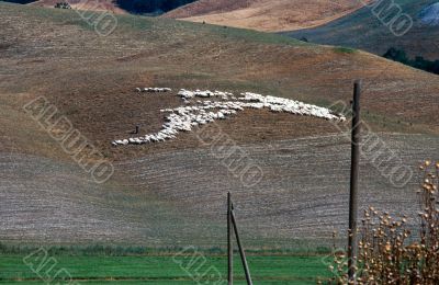 Crete senesi 8