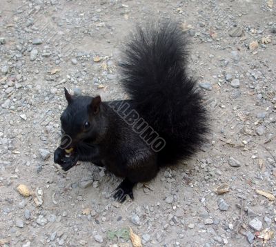 Hungry Black Squirrel