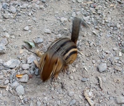 Hungry Little Chipmunk