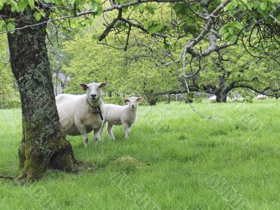 Sheep an lamb