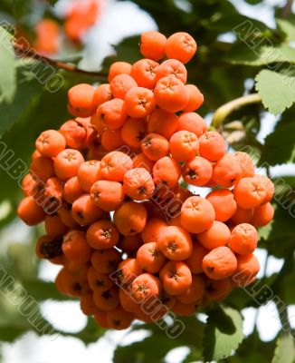 Rowan
