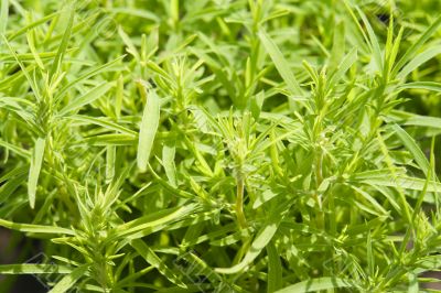 meadow plants