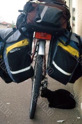 Gatto in trincea