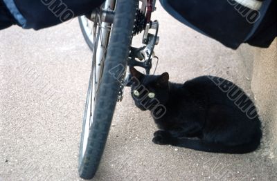 Gatto in trincea 2