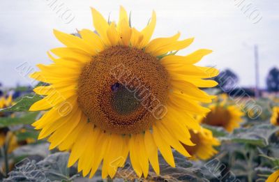 Girasoli 3
