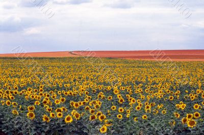 Girasoli 4