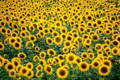 Girasoli laziali