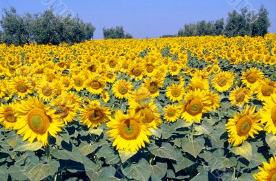 Girasoli 6