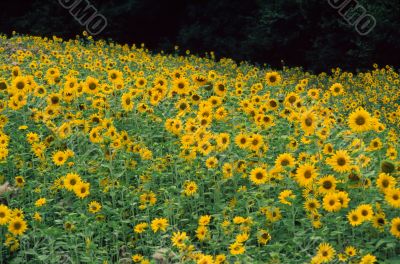 Girasoli 9