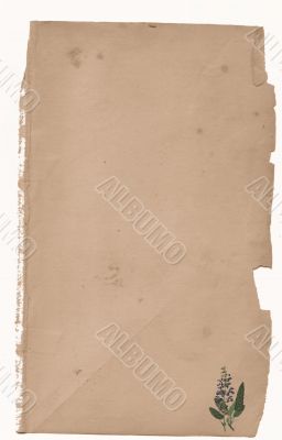 Antique Floral paper