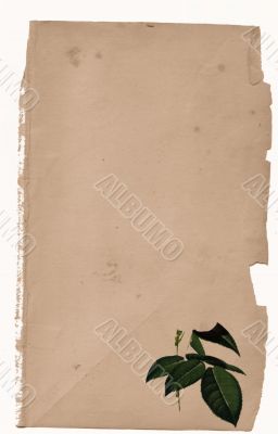 Antique Floral paper