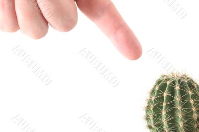 Hand and cactus isolated on white