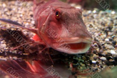 saltwater fish gurnard