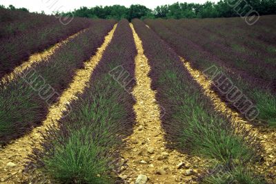 Lavender in Provence