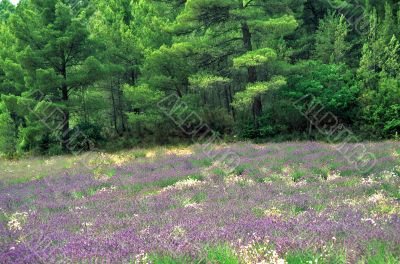 Lavanda 7