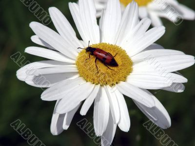 One red bug sits on a white camomile