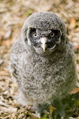 Great Grey Owl Chick