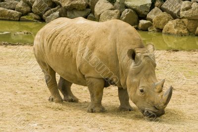 White Rhinoceros