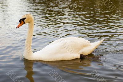 Mute Swan