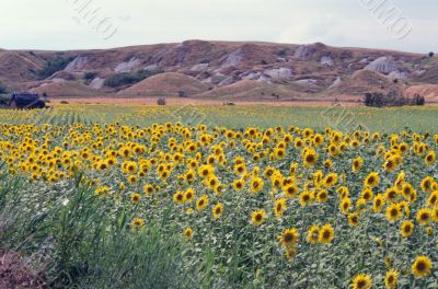 Val d`Orcia 15