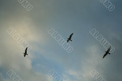 3 gull flight