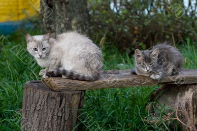 Cats