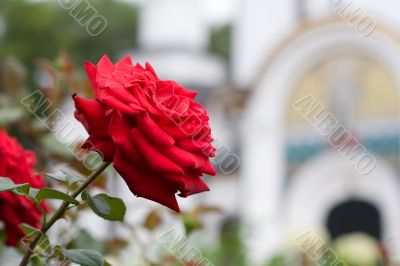 Red rose