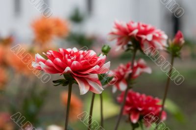 Red flowers