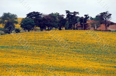 Verso Albi