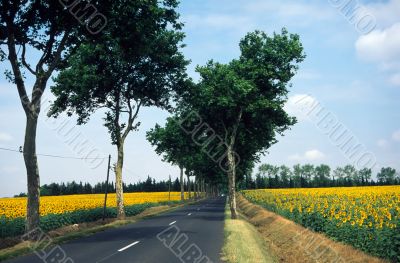 Verso Albi 2