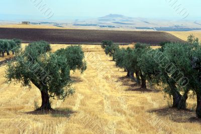 Verso Altamura