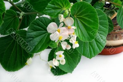 begonia