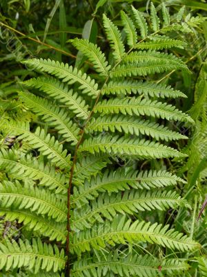 Wild Fern