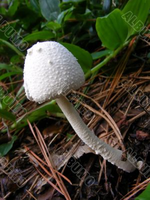 White Mushroom