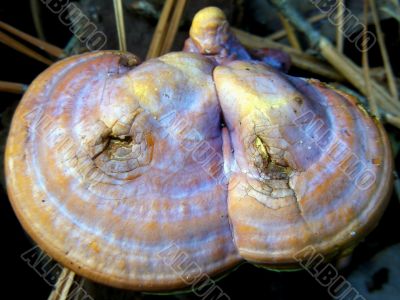 Fungi