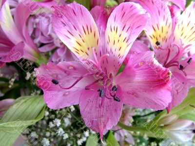 The different types of one bouquet 26