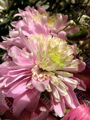 The different types of one bouquet 18