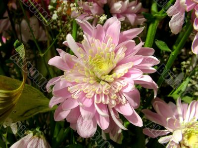 The different types of one bouquet 17