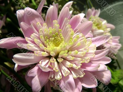 The different types of one bouquet 14