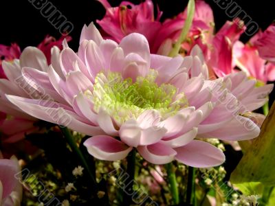 The different types of one bouquet 10