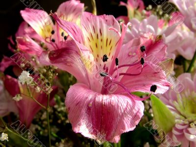 The different types of one bouquet 9