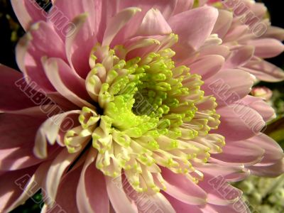 The different types of one bouquet 2